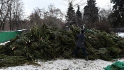 Продавцы ёлок завалили Подмосковье нераспроданными деревьями. Госадмтехнадзор начал проверку