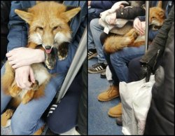 Голодные лисы в Малаховке выходят к людям
