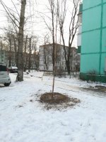 Первое декабря, снег, озеленение мкрн. Красная горка