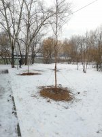 Первое декабря, снег, озеленение мкрн. Красная горка