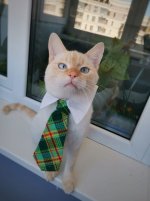Кот-директор в добрые руки